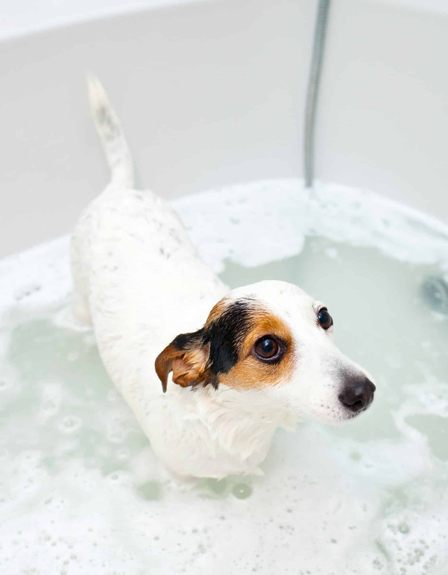 Dog taking a bath in a bathtub